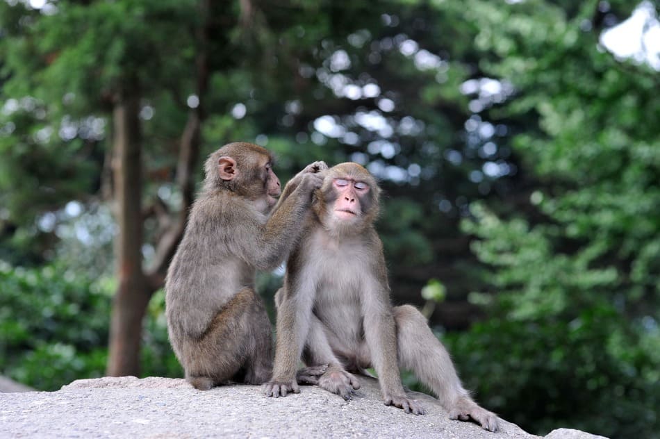 高崎山の猿